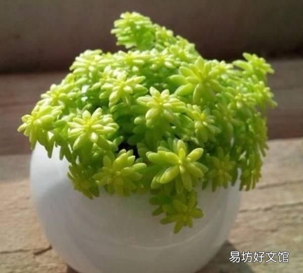 垂盆草图片,垂盆草怎么养才能长得更好