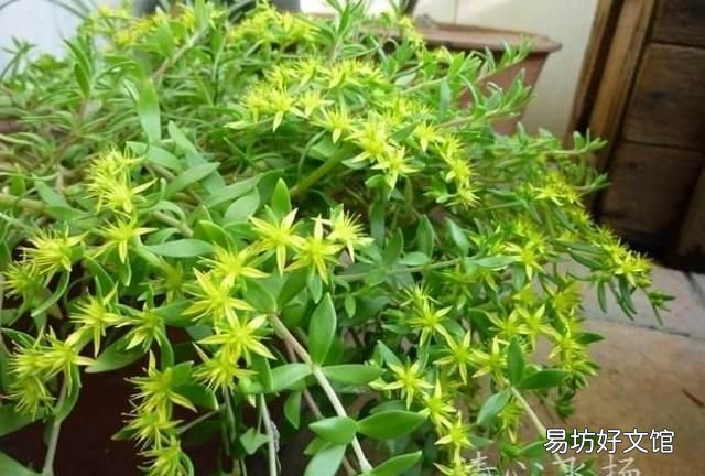 垂盆草图片,垂盆草怎么养才能长得更好