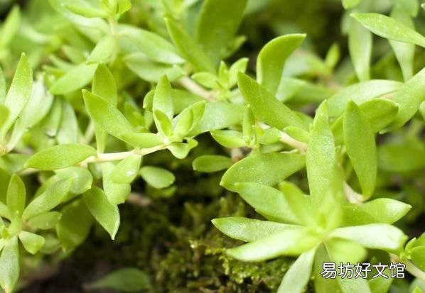 垂盆草图片,垂盆草怎么养才能长得更好