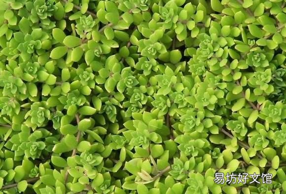 垂盆草图片，垂盆草怎么养才能长得更好