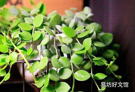 垂盆草图片,垂盆草怎么养才能长得更好