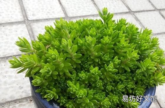垂盆草图片,垂盆草怎么养才能长得更好