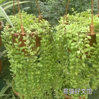垂盆草图片,垂盆草怎么养才能长得更好