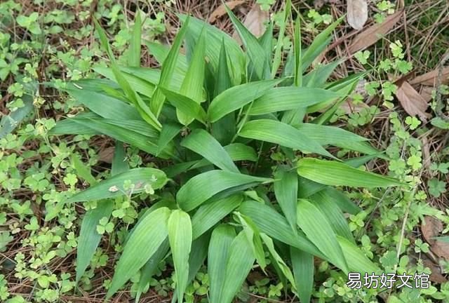 苦竹叶,淡竹叶是什么样子