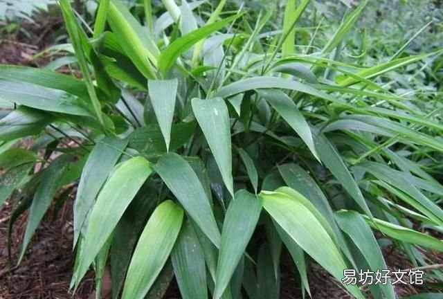 苦竹叶,淡竹叶是什么样子