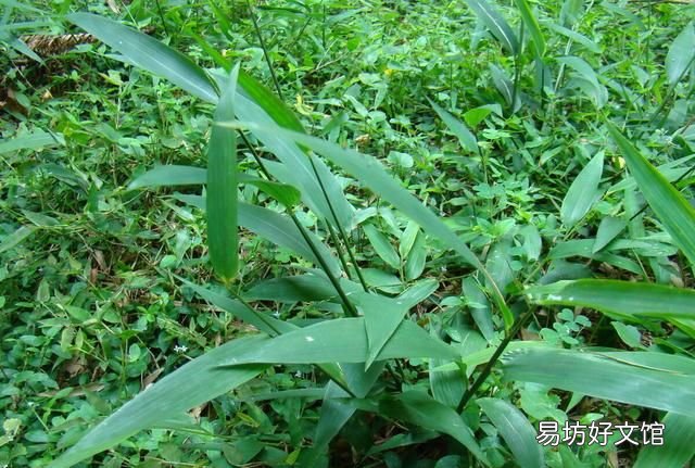苦竹叶,淡竹叶是什么样子
