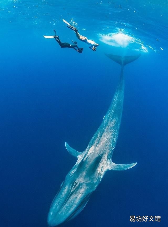 海洋最大的生物是什么生物
