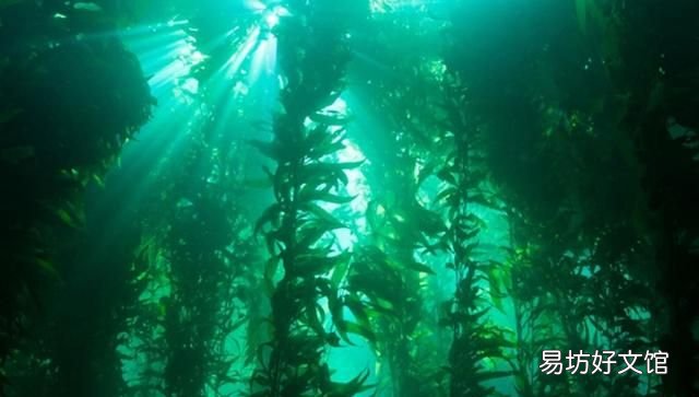 海洋最大的生物是什么生物