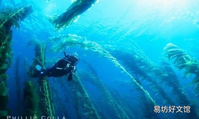 海洋最大的生物是什么生物