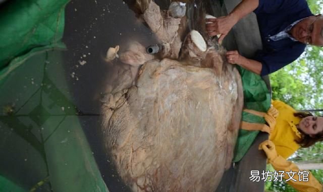 海洋最大的生物是什么生物
