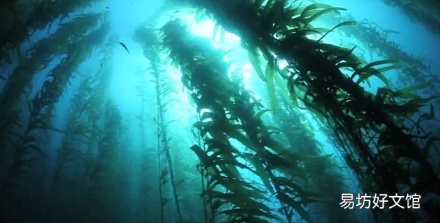 海洋最大的生物是什么生物