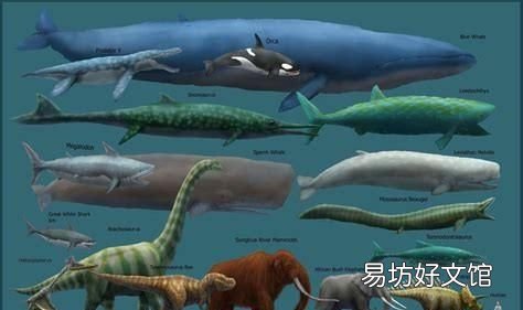 海洋最大的生物是什么生物