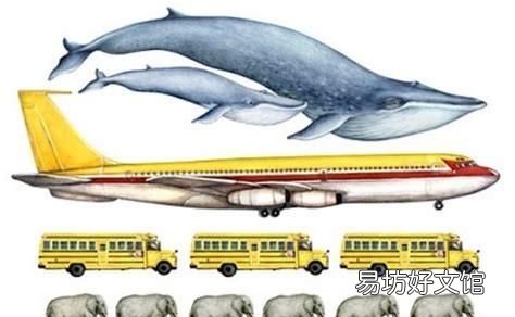 海洋最大的生物是什么生物