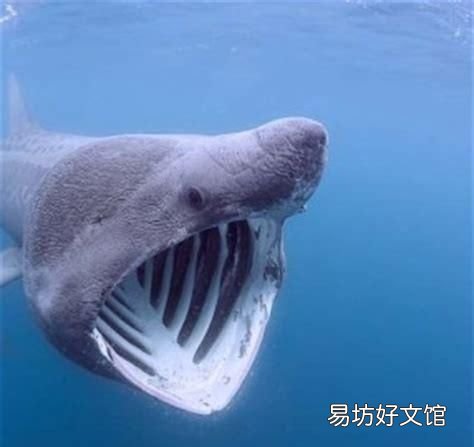 海洋最大的生物是什么生物
