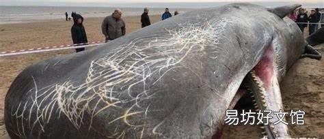 海洋最大的生物是什么生物