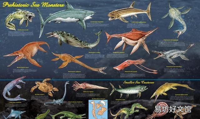 海洋最大的生物是什么生物
