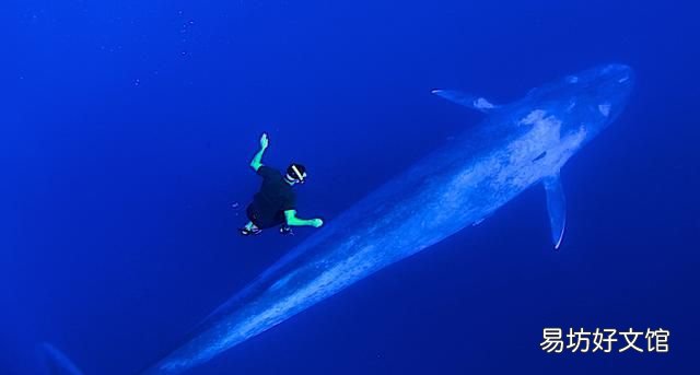 海洋最大的生物是什么生物
