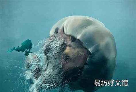 海洋最大的生物是什么生物
