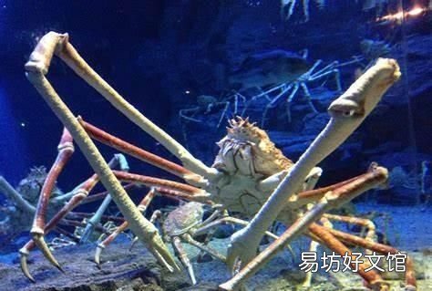 海洋最大的生物是什么生物