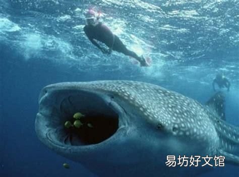 海洋最大的生物是什么生物