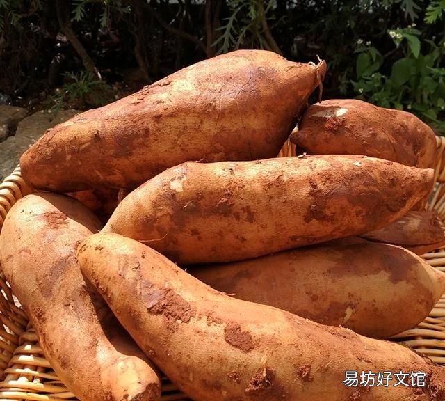 雪莲果生吃还是熟吃好,天山雪莲果生吃和熟吃有什么不同吗