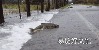 海水鱼放在淡水中会怎样,把海水鱼扔到淡水里,结果会怎样呢