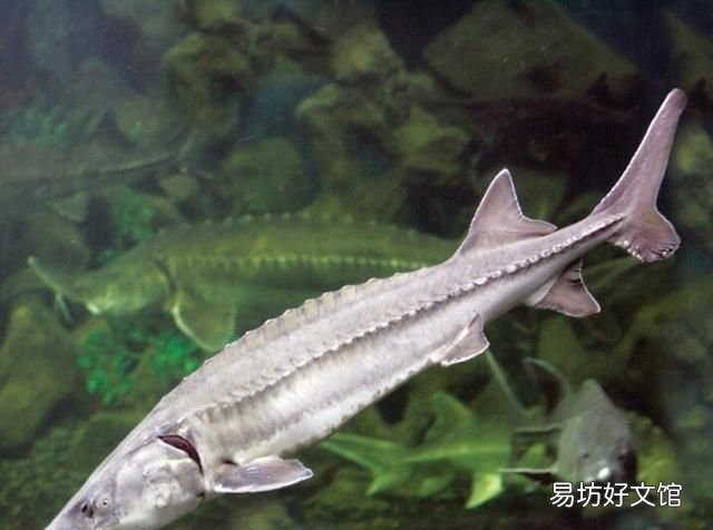 海水鱼放在淡水中会怎样,把海水鱼扔到淡水里,结果会怎样呢