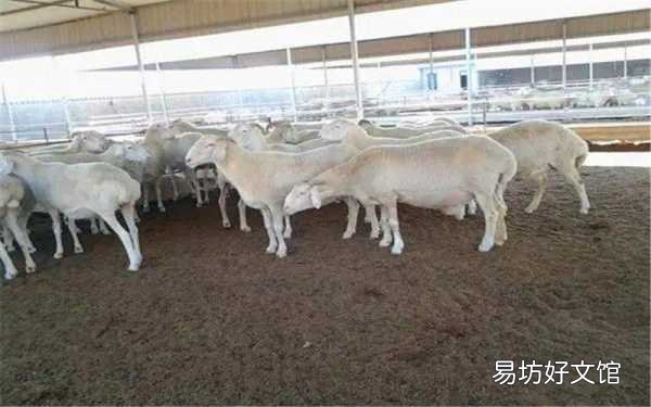 年入50万的5个低投资养殖 适合穷人没本钱的养殖项目