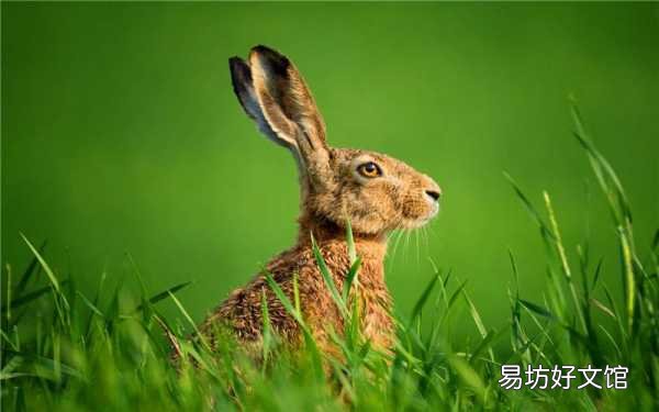 年入50万的5个低投资养殖 适合穷人没本钱的养殖项目