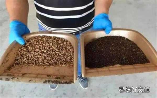 年入50万的5个低投资养殖 适合穷人没本钱的养殖项目