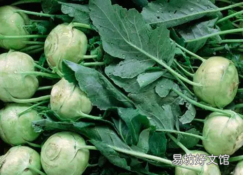 切莲的腌制方法,切莲菜的腌制方法