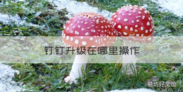 钉钉升级在哪里操作,小度8c钉钉怎么更新版本