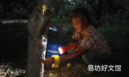 金蝉为什么在晚上才会出来
