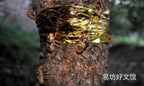 金蝉为什么在晚上才会出来