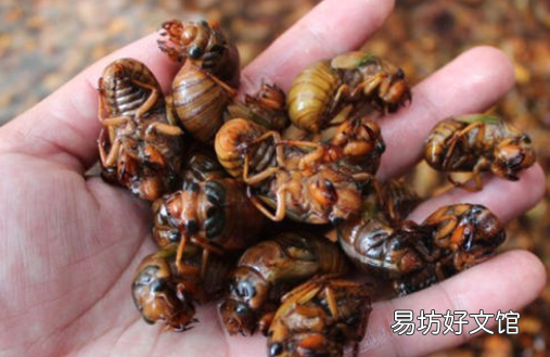金蝉为什么在晚上才会出来
