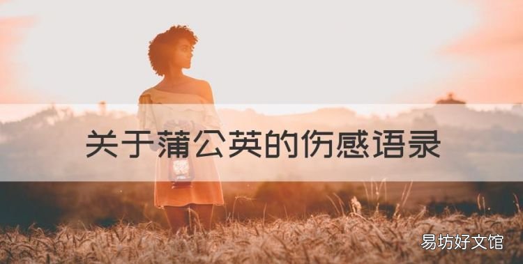 关于蒲公英的伤感语录,青春是蒲公英,看似自在,却身不由己
