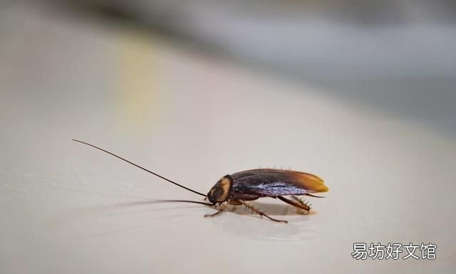 风油精加牙膏有什么妙用 风油精加牙膏有什么用