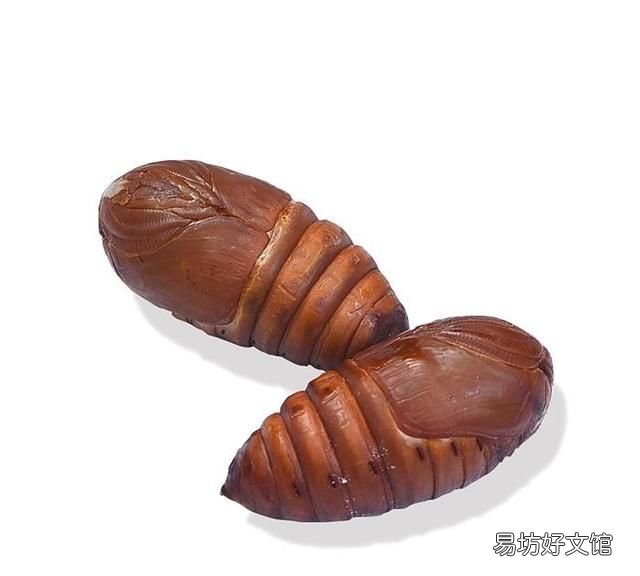 蚕蛹图片 茧蛹中的黑色东西到底是什么?