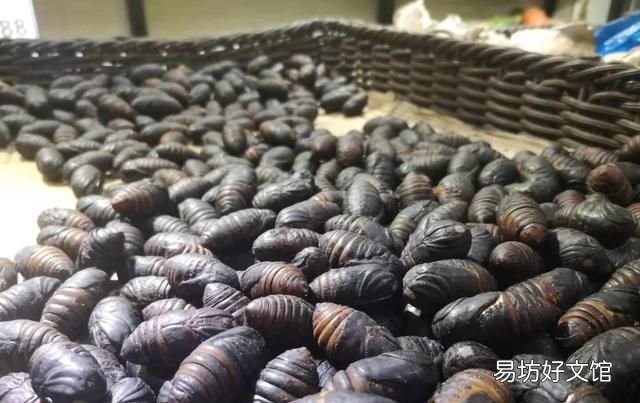 蚕蛹图片 茧蛹中的黑色东西到底是什么?