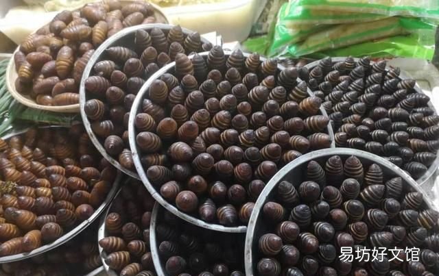 蚕蛹图片 茧蛹中的黑色东西到底是什么?