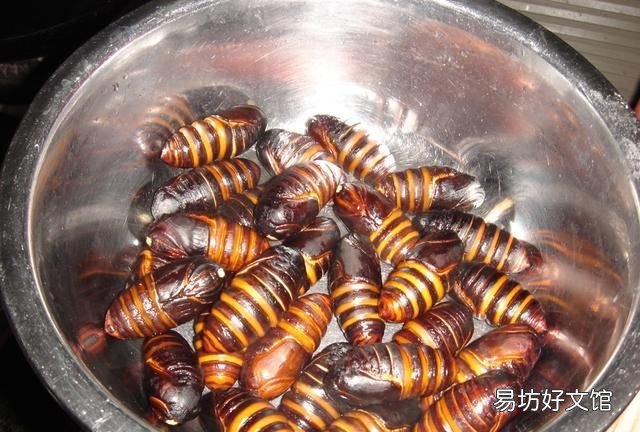 蚕蛹图片 茧蛹中的黑色东西到底是什么?