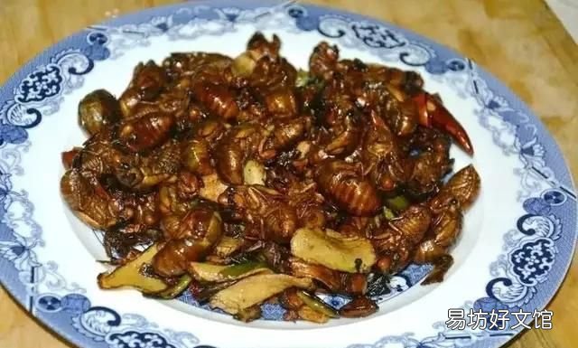 你们那里吃金蝉吗金蝉好多人不敢吃，但是营养价值比较高，你们吃金蝉都怎么做着吃
