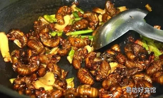 你们那里吃金蝉吗金蝉好多人不敢吃，但是营养价值比较高，你们吃金蝉都怎么做着吃