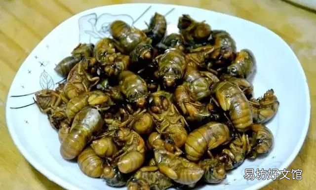 你们那里吃金蝉吗金蝉好多人不敢吃，但是营养价值比较高，你们吃金蝉都怎么做着吃