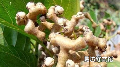 鸡脚的营养价值:鸡爪梨有哪些营养价值?