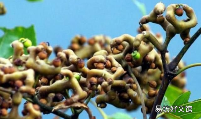 鸡脚的营养价值:鸡爪梨有哪些营养价值?