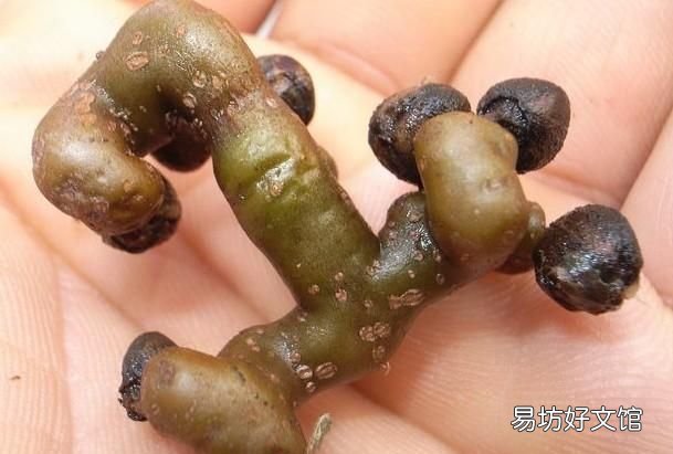 鸡脚的营养价值:鸡爪梨有哪些营养价值?