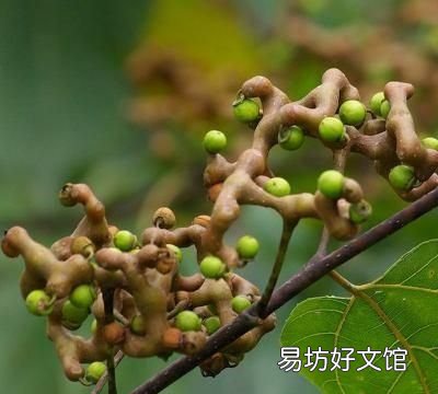 鸡脚的营养价值:鸡爪梨有哪些营养价值?