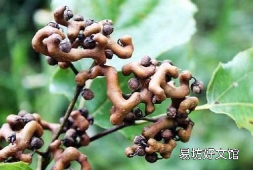 鸡脚的营养价值:鸡爪梨有哪些营养价值?