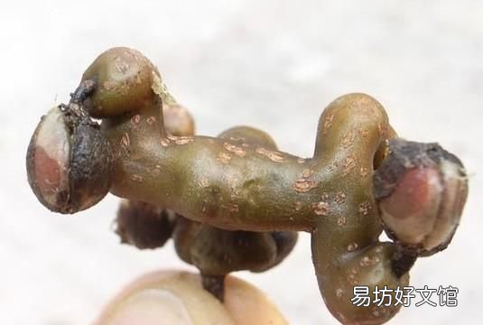 鸡脚的营养价值:鸡爪梨有哪些营养价值?